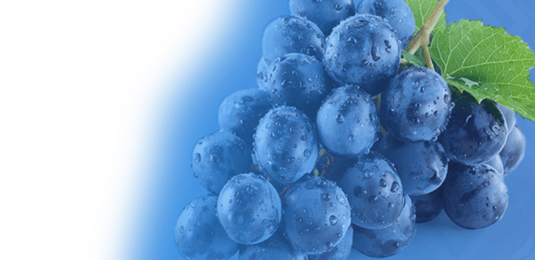 Fresh Blue Berries